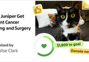 Juniper's Cancer Fund