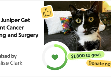 Juniper's Cancer Fund